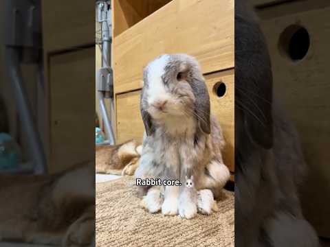 Rabbit core#cat #funny #for #foryou #fyp #funnyvideo #cute #pet #animal #animalsoftiktok #usa #pets