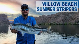 Fishing Willow Beach for Summer Striped Bass BIG SWIMBAITS Colorado River Nevada Arizona Stripers