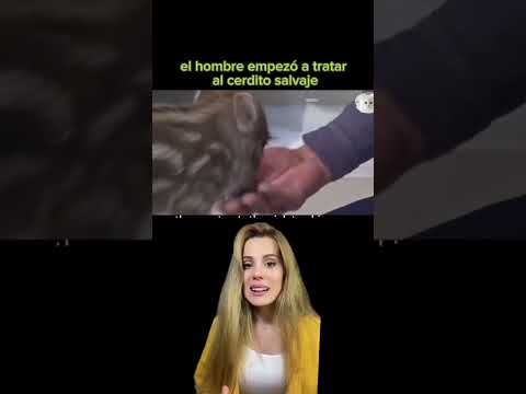 Será cierto? #animales #respetoanimal #animallover #salvandoanimales #jabali #storytime