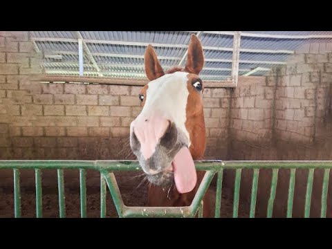 Best funniest horses of the week - Funny And Cute horses Video Compilation 2025🐴#3