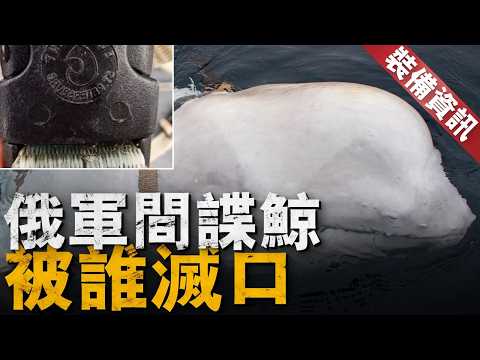 戰爭爆發後，動物園裡的獅子老虎怎麼辦？盤點戰爭史上的軍事動物，戰馬軍犬軍鴿戰象，都曾扮演重要角色！二戰時代美軍就有戰犬公墓，同時期日本則在處死動物園猛獸！【裝備資訊】#美軍 #日本 #動物 #動物園