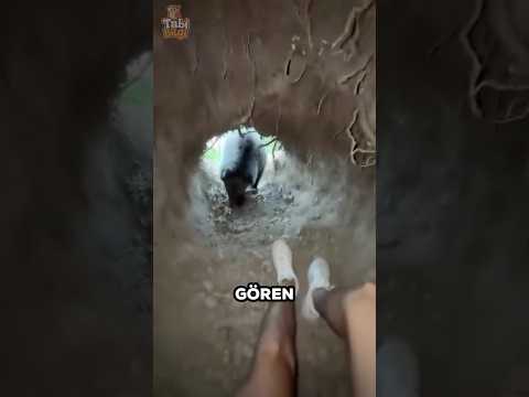 Bu Adam Az Kalsın Koca Bir Ayıya Yem Oluyordu 🐻😱