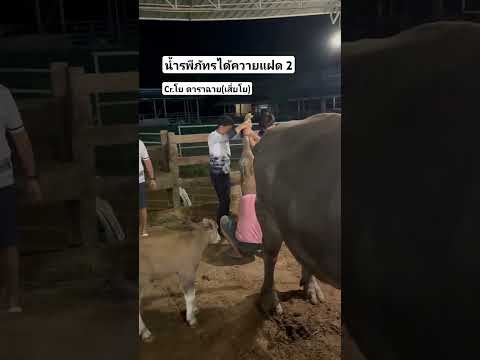 เกิดมาพึ่งเคยเจอครับ  ออกลูกแฝด เมีย2 ตัว ออกห่างกัน 7 วัน และออกวันที่พี่น้ำ มาหาพอดี❤️