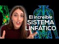 Lymphatic System and Immune Response