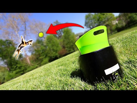 I Bought My Dog A Fetch Robot