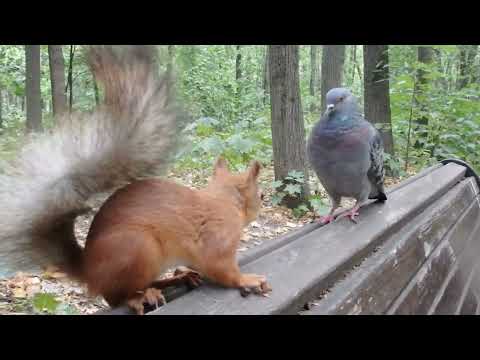 Голубь хотел отжать орешки у Ушастика, но Ушастик не дрогнул / Pigeon vs squirrel