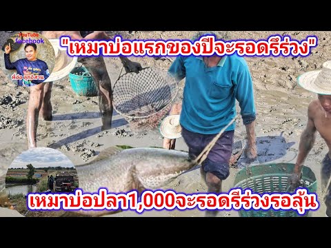 คุ้มไหม! เหมาบ่อปลา1,000บาท จะรอดหรือจะร่วงรอลุ้น| พี่อ๋อ ลูกอิสาน