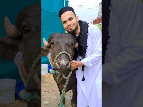 Qurbani ka janwar Mashallah 😍 Eid Mubarak | Eid ul Adha 2023 #bakraeid #eidmubarak #qurbanistatus