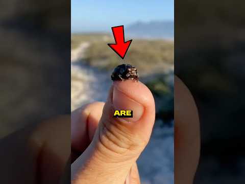 These Are The Cutest FROGS In The World!๐๐ธ #facts #shorts