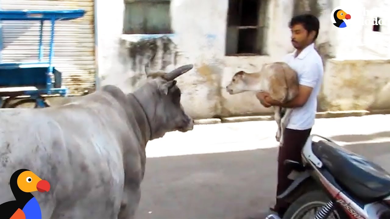 Cow Mom Won't Leave Hurt Baby's Side