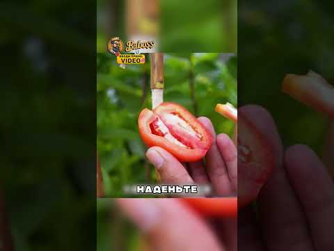 Как вырастить АБРИКОС дома? 🤔🤔🤔