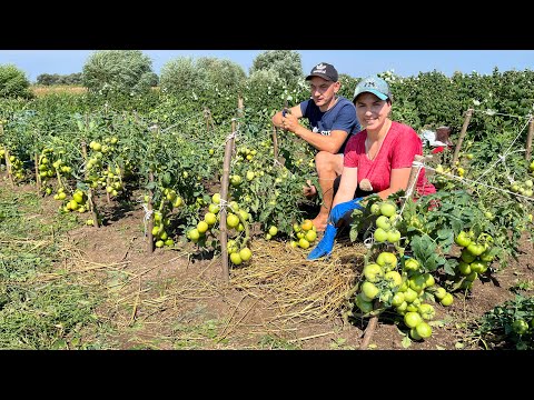 Догляд за помідорами 💥💥💥 Завершення жнив 2023🌾🌾🌾