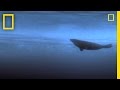 Polar Bear and Arctic Ecosystem Dynamics