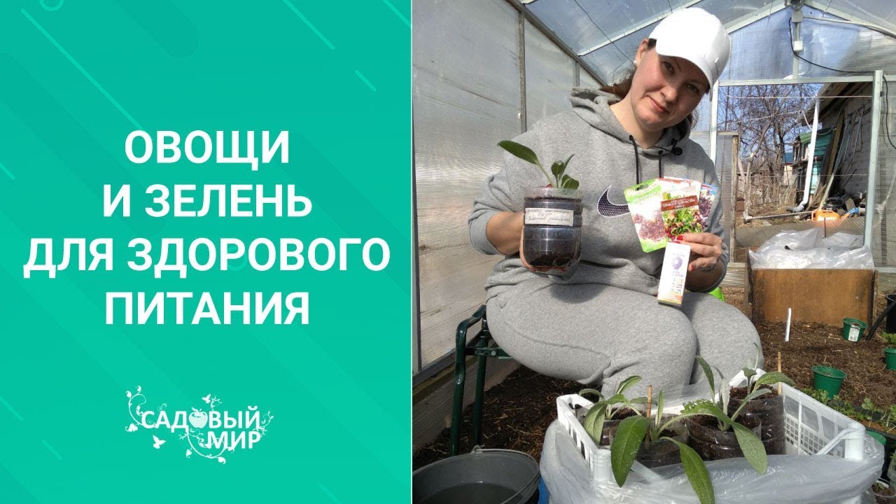 Артишоки, пак-чой, цикорный салат, мангольд на фитнес грядке. Здоровое питание!