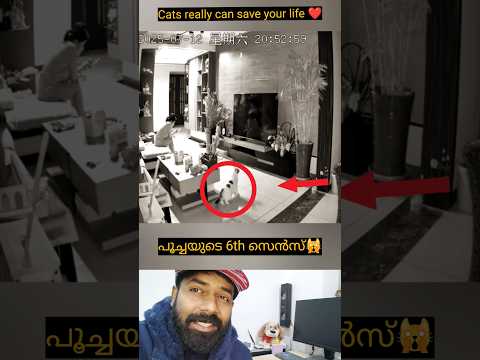 രക്ഷകരായി പൂച്ചകൾ 🐱🙏