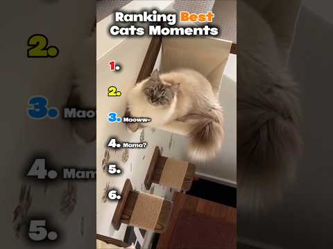 Ranking Best Cats Moments