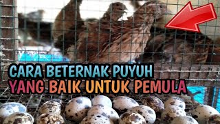 Cara Beternak Burung Puyuh Petelur Untuk Pemula Videos Kansas