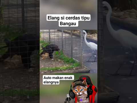 Elang vs Bangau #animals #shortvideo #funny #hewan #elang