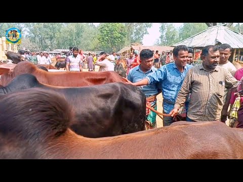 @ মঙ্গলবার ১১ মার্চ"২৫|| হাট দাপিয়ে লটে লটে তুহিন ভাই কুরবানীর দাঁতালো ষাঁড় গরু কি দামে কিনলেন??