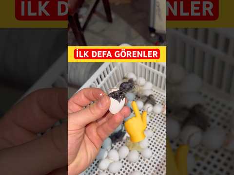 Yeni Hayat… 🐣🥰