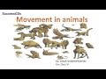 Animal Movement and Anatomy Concepts