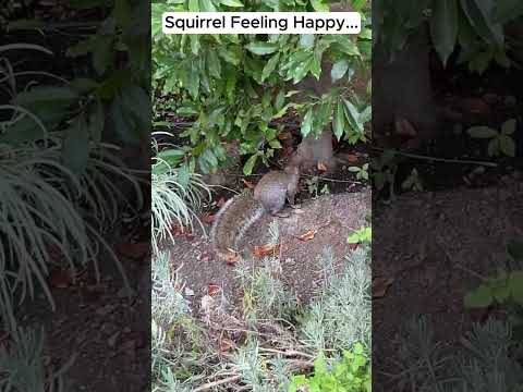Another Squirrel Being Happy #squirrel #happy #viral #shorts