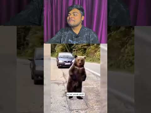 inse Puchte Hai 🤣 #funnyanimal #funnyanimals #cuteanimals #animals #funny #pets #funnypet #animal