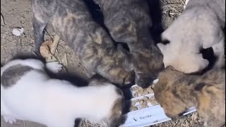 Mga puppies nakita nlang ntin na nasa gubat na