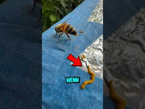 Warum geben sich Bienen Honig von Mund zu Mund weiter?
