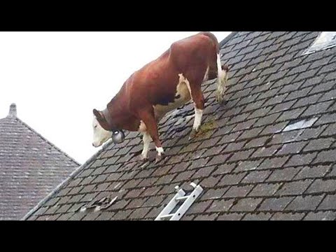 Funniest Videos Animals 🐧 - Best Of The 2024 Funny Animal Videos P6