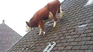 Funniest Videos Animals 🐧 - Best Of The 2024 Funny Animal Videos P6