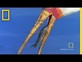 Survival Strategies Against Crocodiles