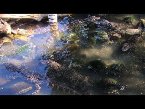 Wild Charles is live! Feeding Gators & Caiman