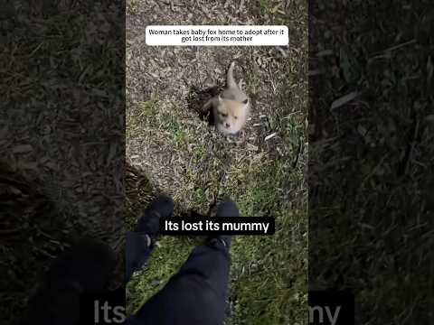 Poor fox #animals #rescue