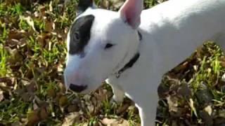 Mr. Peabody Mini Bull Terrier