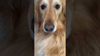 My dog almost bankrupted his company! ￼
