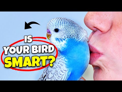 5 Signs Your Bird is EXTRA Smart