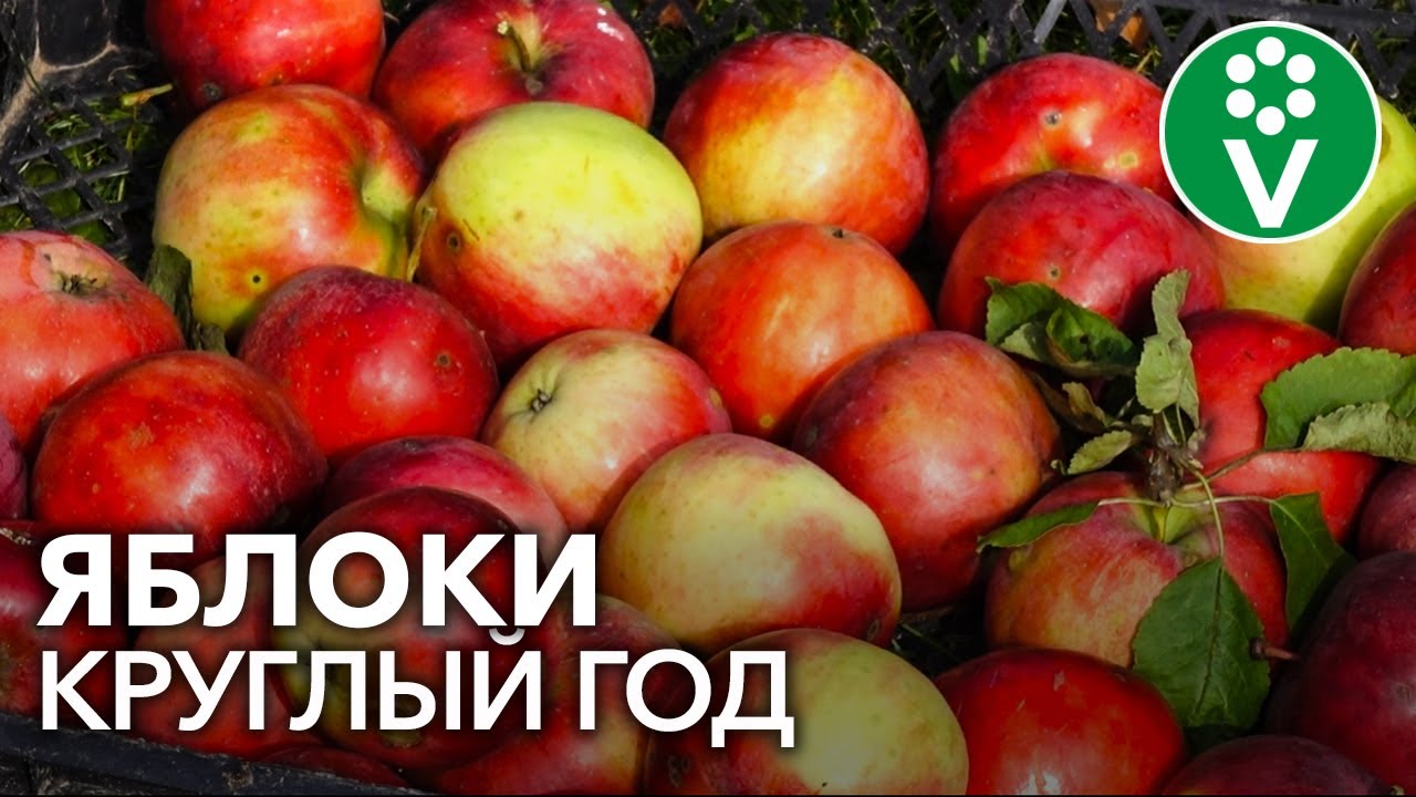 Правила съема яблок и груш, которые позволят сохранить урожай до весны