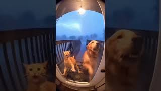 Dog and Cat Beg to Be Let In During Tornado 😿🐶🌪️ | Caught on Ring Cam #tornado #sora2 #viral #dog