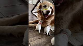 Senior Dog Meets Newborn Kittens 😭 (@pearlsragdolls)