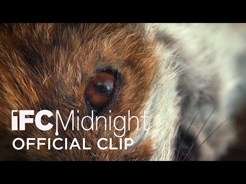 The Fox - Barbarians Official Clip | HD | IFC Midnight