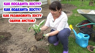 видео