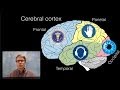Brain Structure and Function Concepts