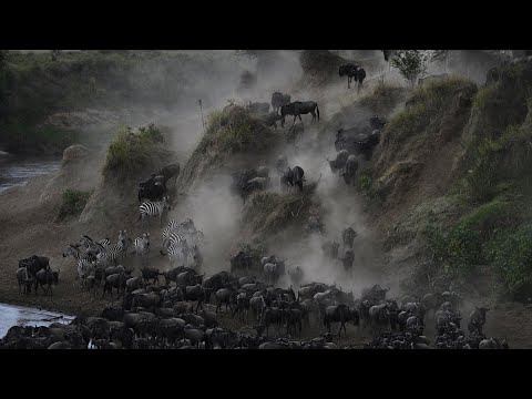 五上1非洲肯亞動物大遷徙The Great Migration馬拉河Mara River渡河篇 - YouTube