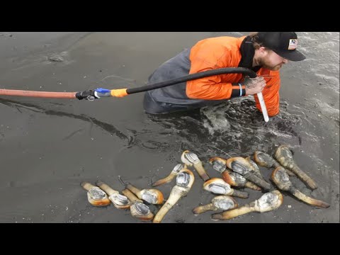 Amazing Giant Geoduck Clams Digging and Processing Skills - Fastest Catch Hundreds Tons of Geoducks