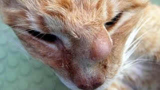 Removing An Enormous Cuterebra From Poor Cat's Nose (Part 134)