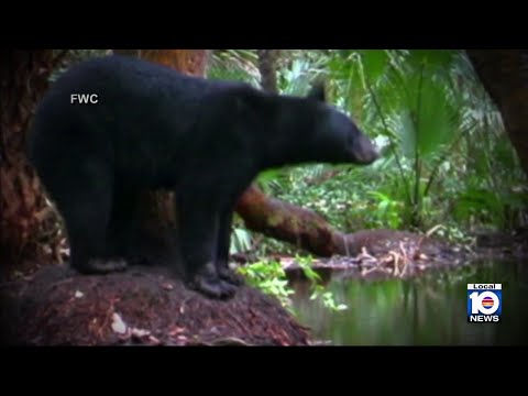 YouTube video thumbnail: FWC Commissioners Approve Florida Bear Hunt