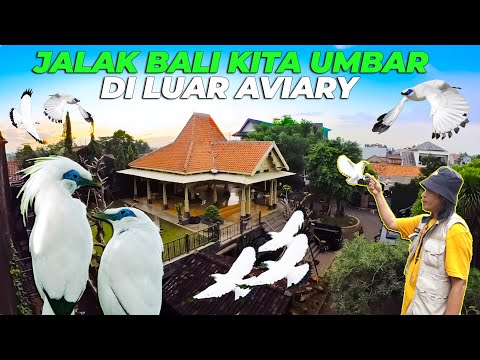 SIAP2 JALAK BALI AKAN GW UMBAR DI DEPAN PENDOPO..!!