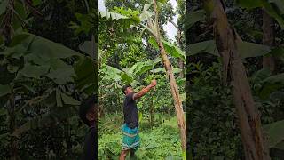 How bananas are cut food (4394) #shorts #banana #viral #farming