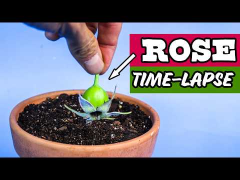 Growing ROSE Flower From Seed Time Lapse (Unexpected Results)